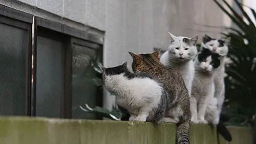 楼下那只野猫，到底该怎么处理