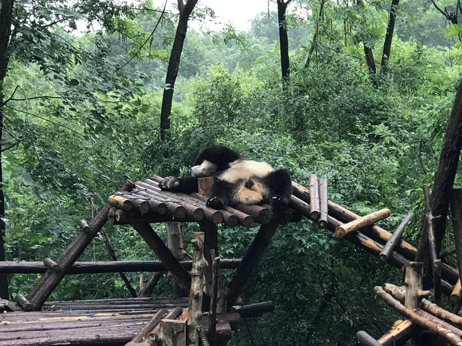 7月初去成都,我踩过的坑和意外的惊喜 7月初去成都,我踩过的坑和意外的惊喜